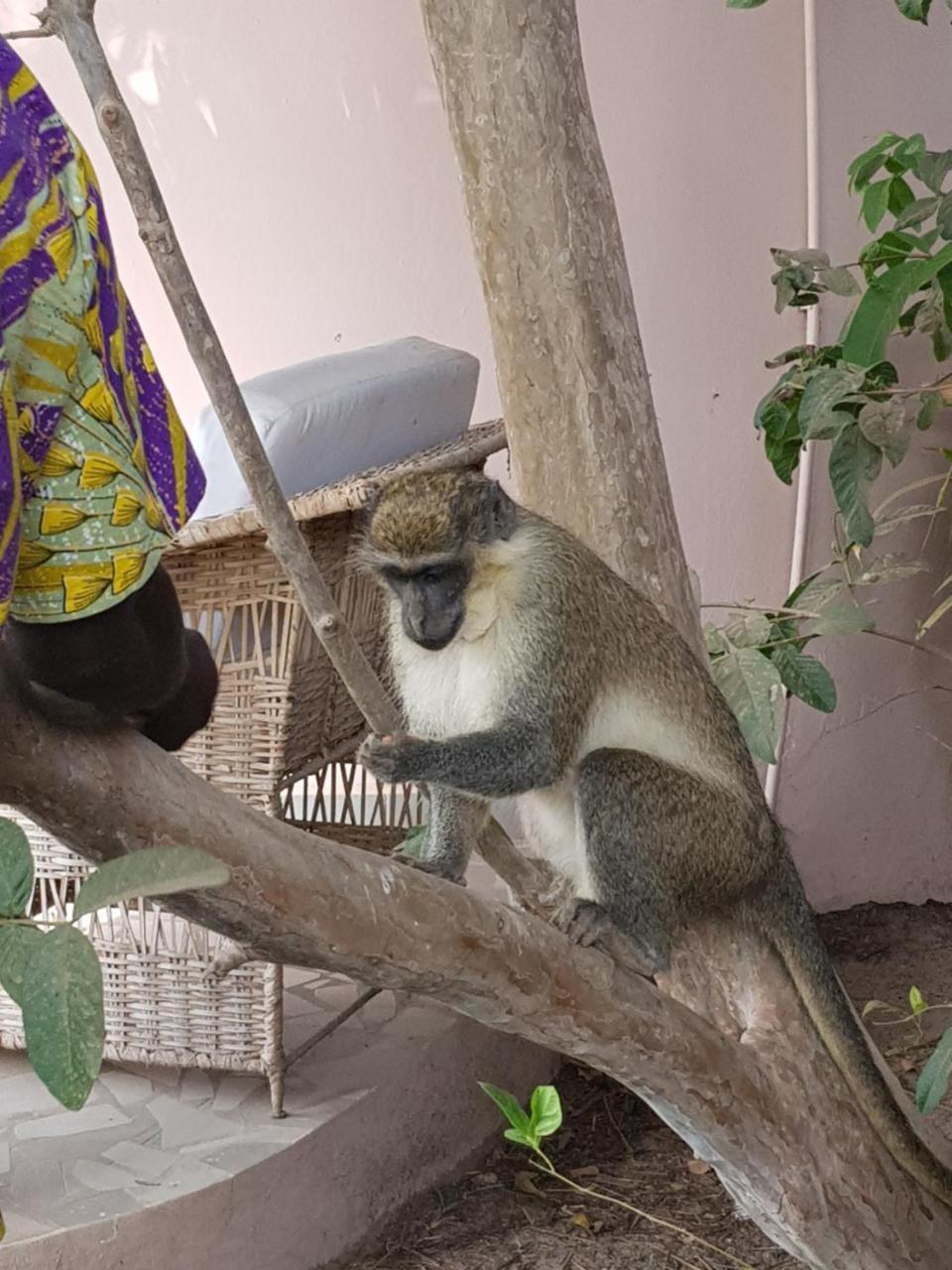 Mandinka Lodge Кололи Экстерьер фото